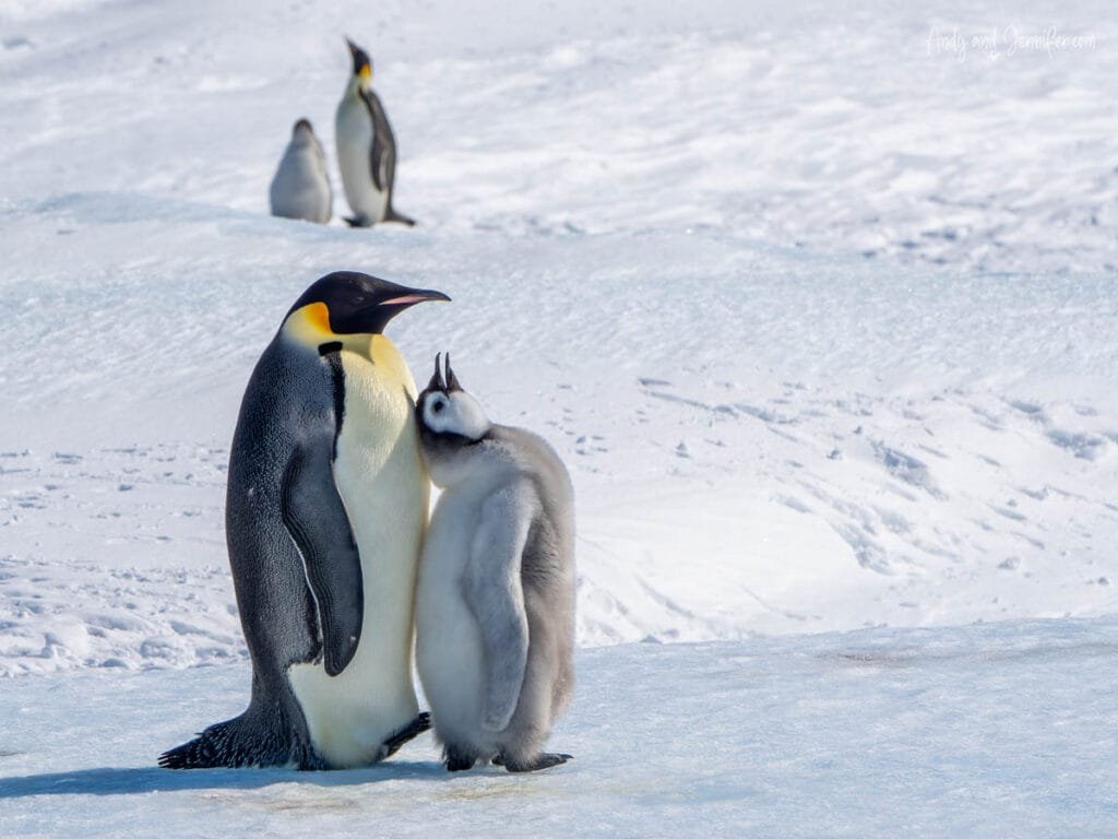 Emperor penguin with chick standing together on Antarctic sea ice