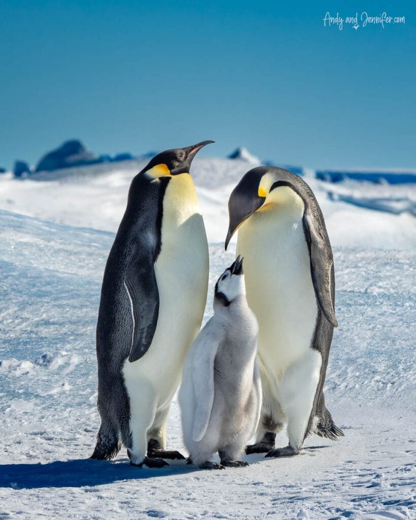 Pair of emperor penguins with chick gathered on snowy ice in Antarctica