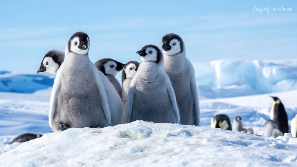 Cluster of fluffy emperor penguin chicks gathered on snowy ice in Antarctica