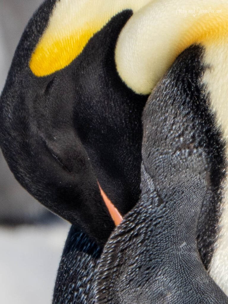 Abstract close-up of emperor penguin showing smooth cream feathers and textured black plumage