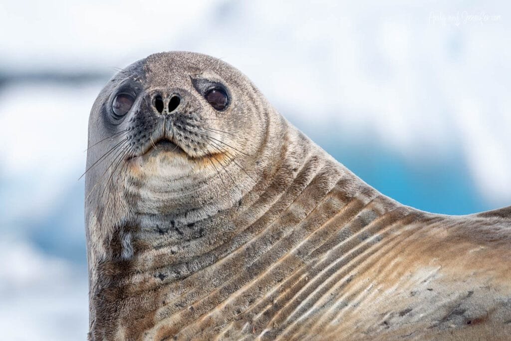 Close-up portrait of a curious crabeater seal resting on sea ice in Hidden Bay, Antarctica