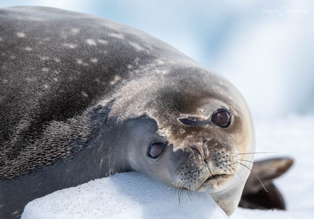 Crabeater seals resting on Antarctic sea ice in Hidden Bay along the Antarctic Peninsula