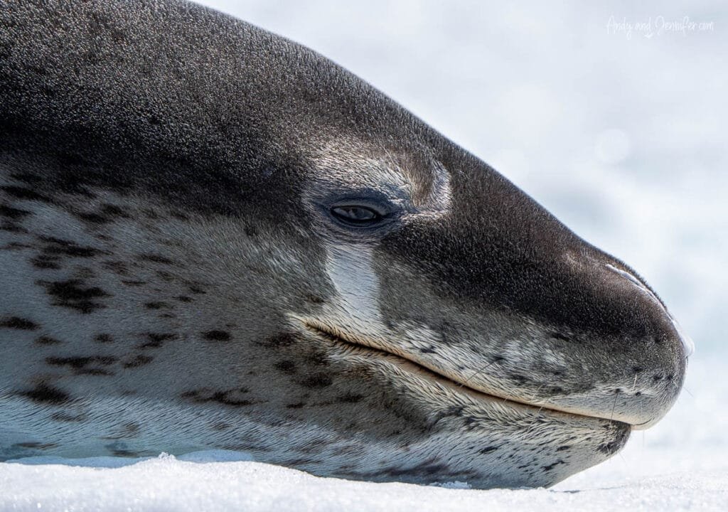 Close-up portrait of a leopard seal resting on snow-covered sea ice in Hidden Bay along the Antarctic Peninsula