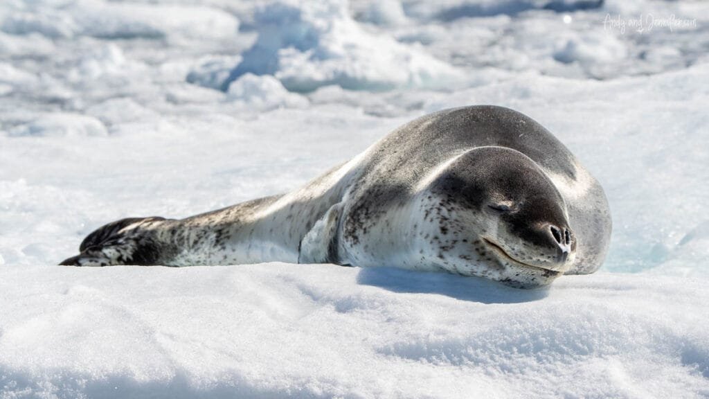 Sleeping leopard seal curled up on Antarctic sea ice in Hidden Bay, Antarctica