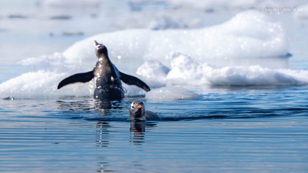 Gentoo penguins swimming among floating sea ice in calm Antarctic waters in Hidden Bay, Antarctica
