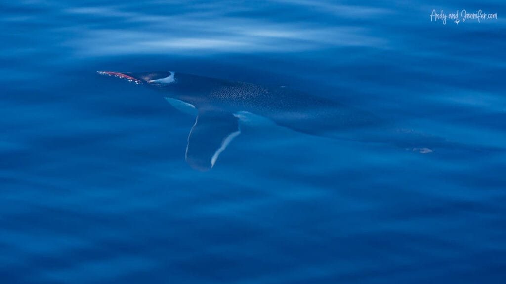 Gentoo penguin gliding just beneath the surface of calm blue Antarctic water in Hidden Bay