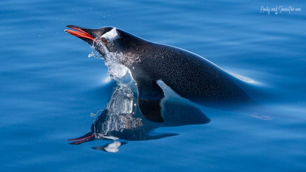 Gentoo penguin porpoising through calm Antarctic water in Hidden Bay along the Antarctic Peninsula
