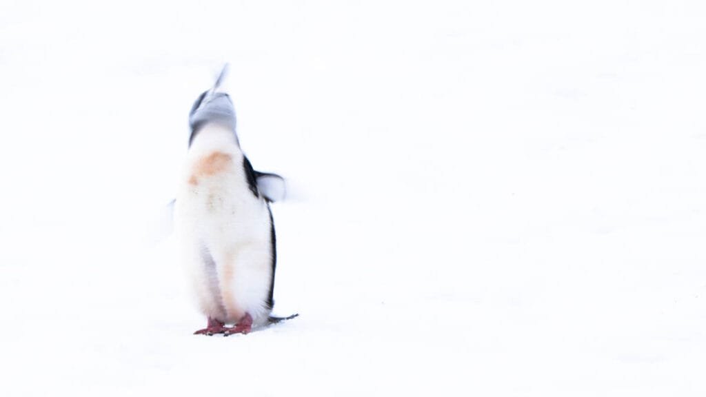 Intentional motion blur of a chinstrap penguin calling during a snowstorm at Palaver Point, Antarctica.