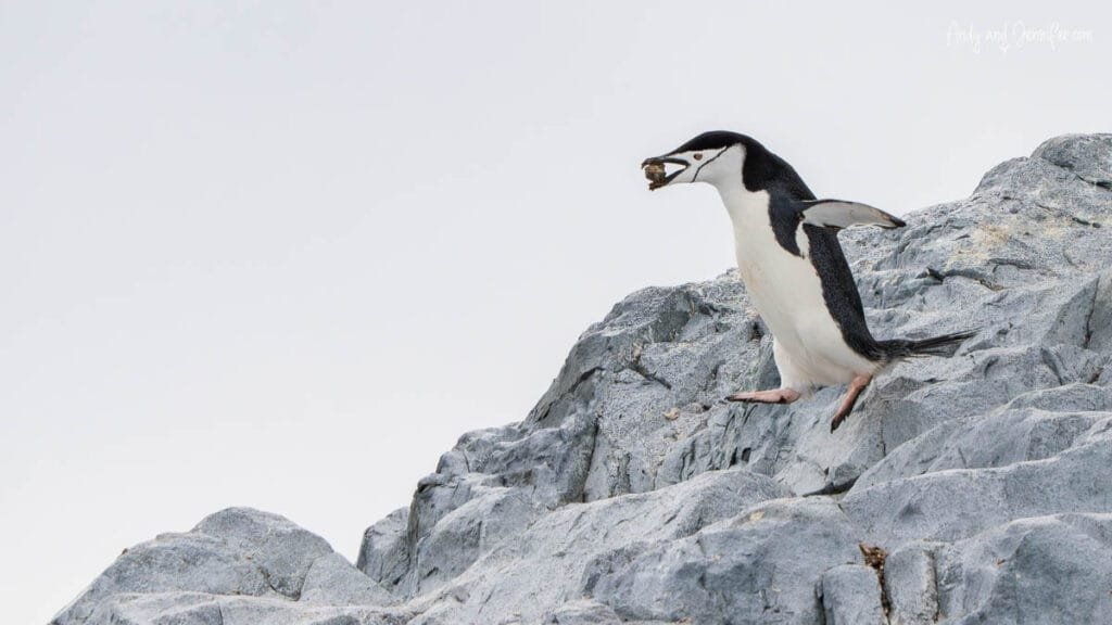 Chinstrap penguin carrying nesting material while climbing rocky slopes at Palaver Point on the Antarctic Peninsula.