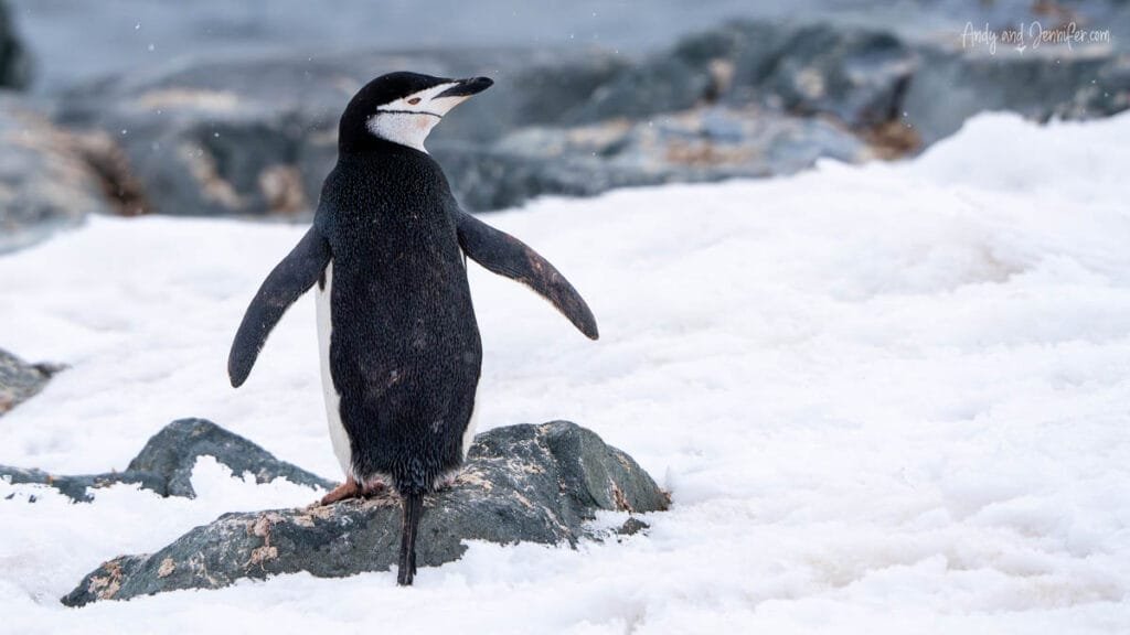 Chinstrap penguin standing on snow-covered rocks near the colony at Palaver Point on the Antarctic Peninsula.