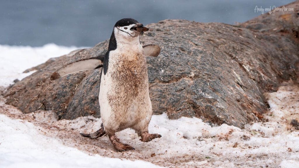 Mud-covered chinstrap penguin carrying rocks for its nest at Palaver Point on the Antarctic Peninsula.