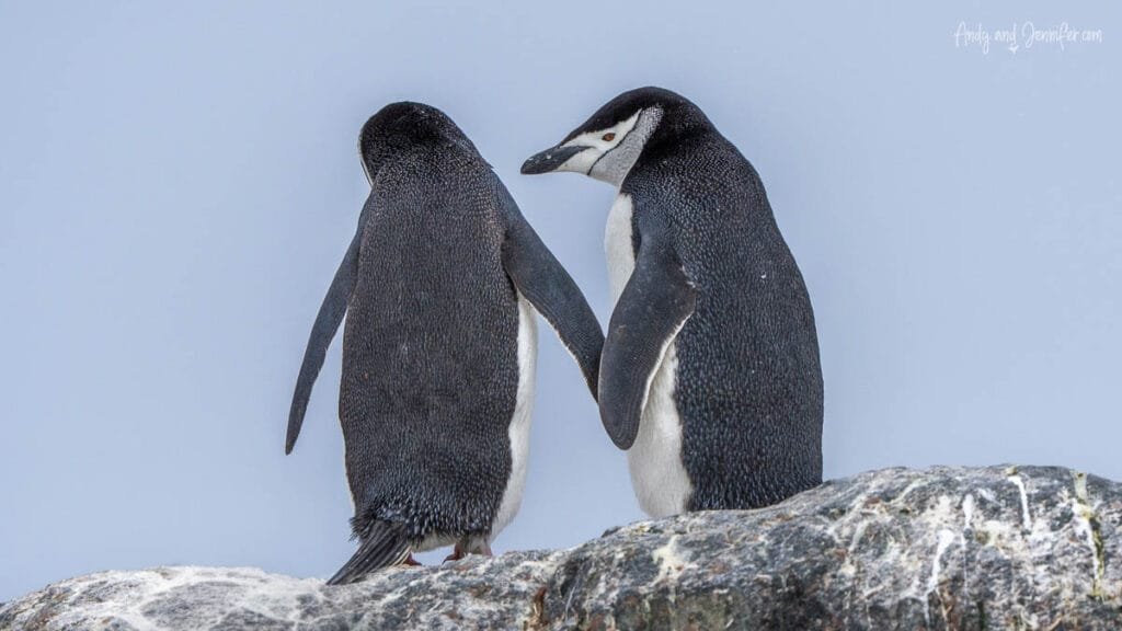 Two chinstrap penguins standing together on rocky terrain at Palaver Point on the Antarctic Peninsula.