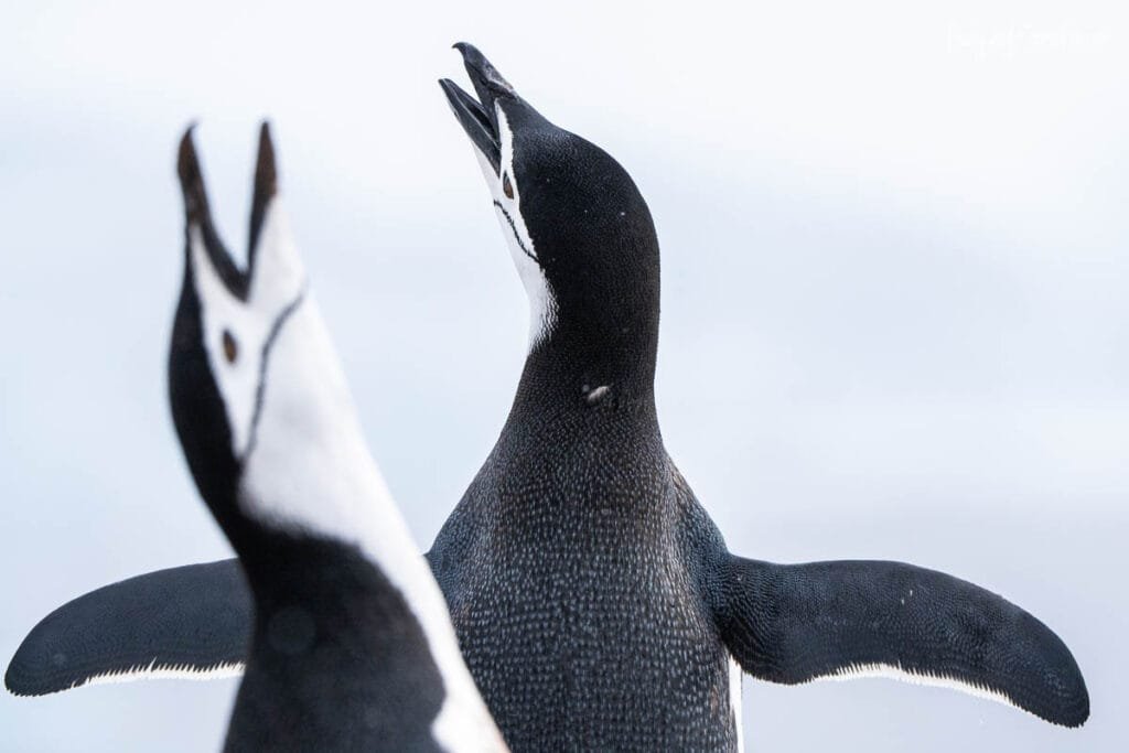 Two chinstrap penguins calling to each other during a snowstorm at Palaver Point, Antarctica.