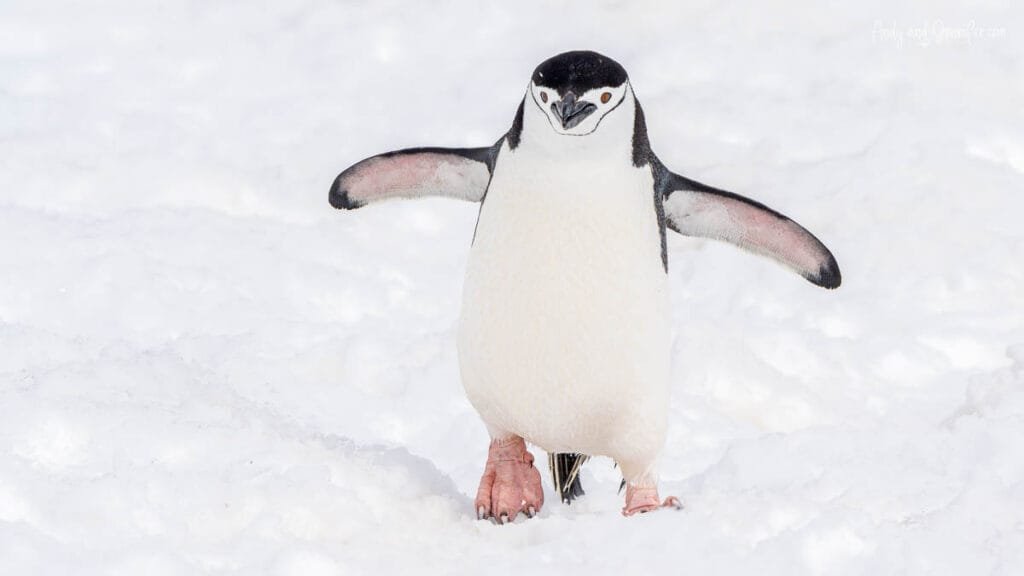 Chinstrap penguin walking through fresh snow at Palaver Point on the Antarctic Peninsula.