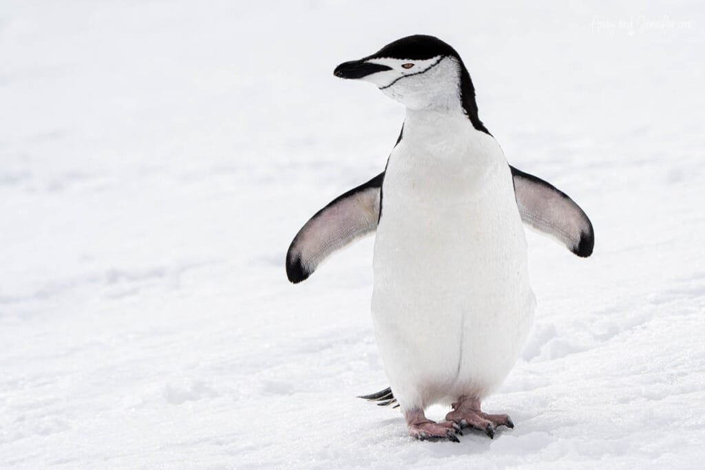 Chinstrap penguin standing on fresh snow at Palaver Point on the Antarctic Peninsula.