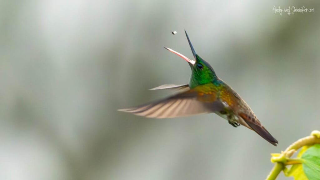Hummingbird hovering beside a flower near Canopy Tower in Panama as it feeds in the rainforest canopy