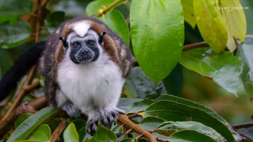 Geoffroy’s tamarin monkey perched in the rainforest canopy near Canopy Tower in Panama during an early morning wildlife viewing session above the jungle canopy