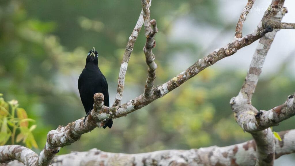 Scarlet-rumped cacique perched on a branch near Canopy Tower in Panama during a rainforest birding excursion