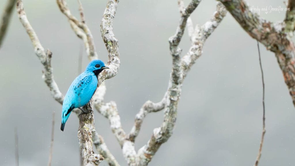 Blue cotinga perched on a branch in the rainforest near Canopy Tower and Pipeline Road in Panama