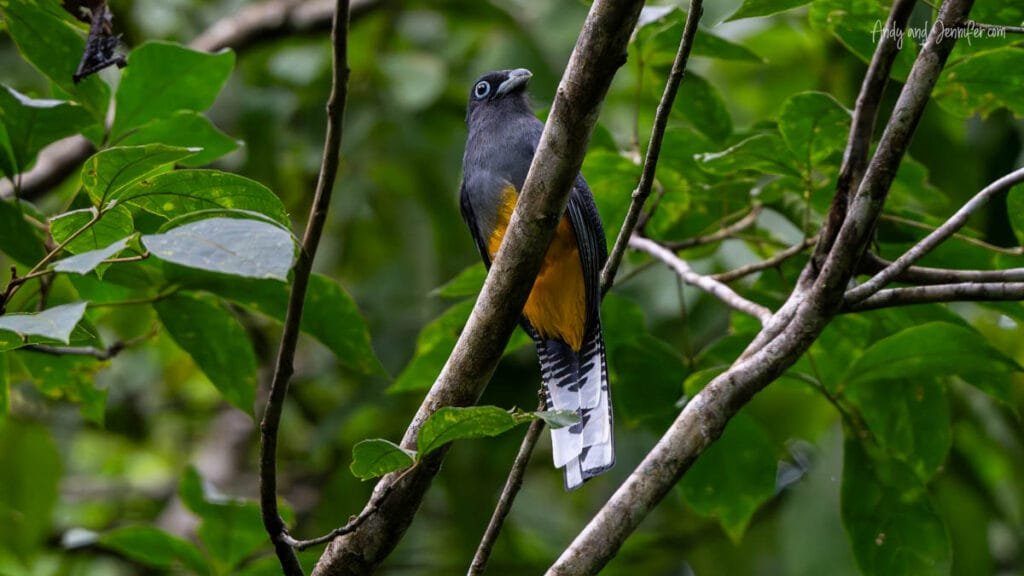 Female gartered trogon perched in the rainforest near Pipeline Road in Panama during a jungle birding walk