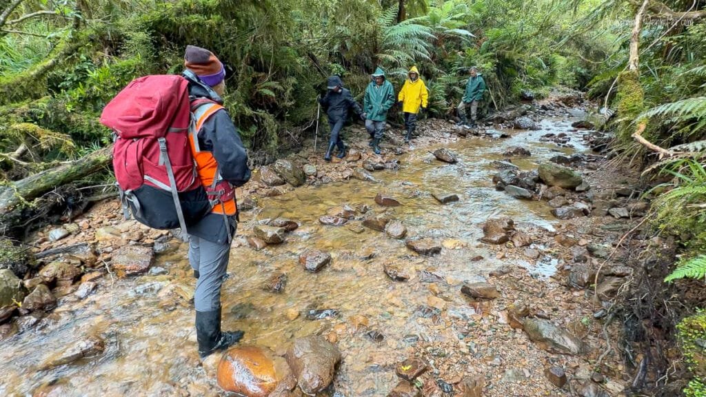 Group walking through shallow stream on coastal forest trail to see Fiordland penguins, New Zealand