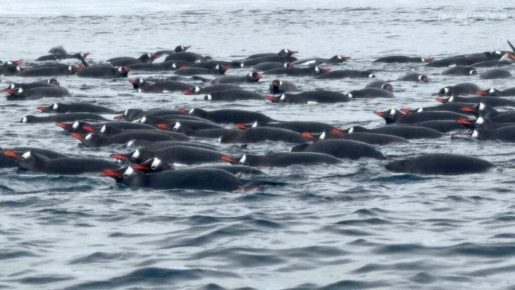 Large group of gentoo penguins swimming through Antarctic waters near Danco Island along the Antarctic Peninsula
