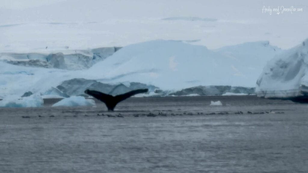 Humpback whale tail fluke diving near Danco Island surrounded by Antarctic icebergs and calm polar waters along the Antarctic Peninsula