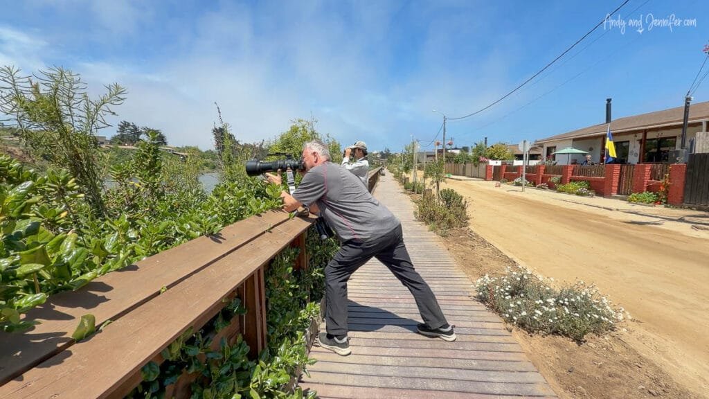 Photographer leaning over railing to photograph birds in coastal village, Chile
