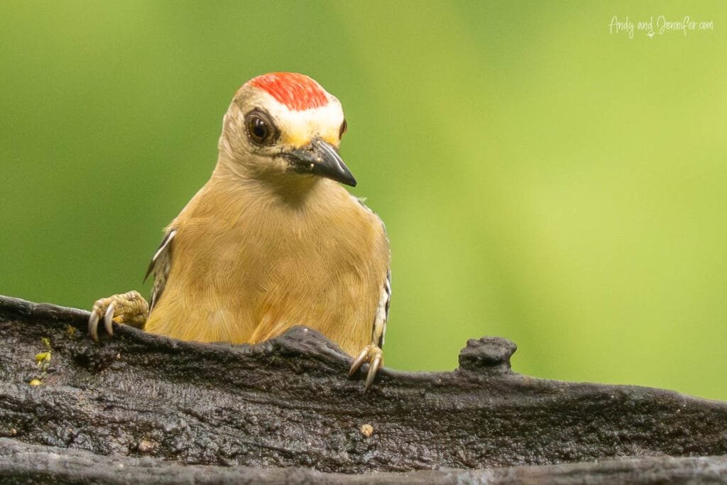 Red-crowned woodpecker perched on a rain-soaked branch at the bird feeders near Gamboa, Panama