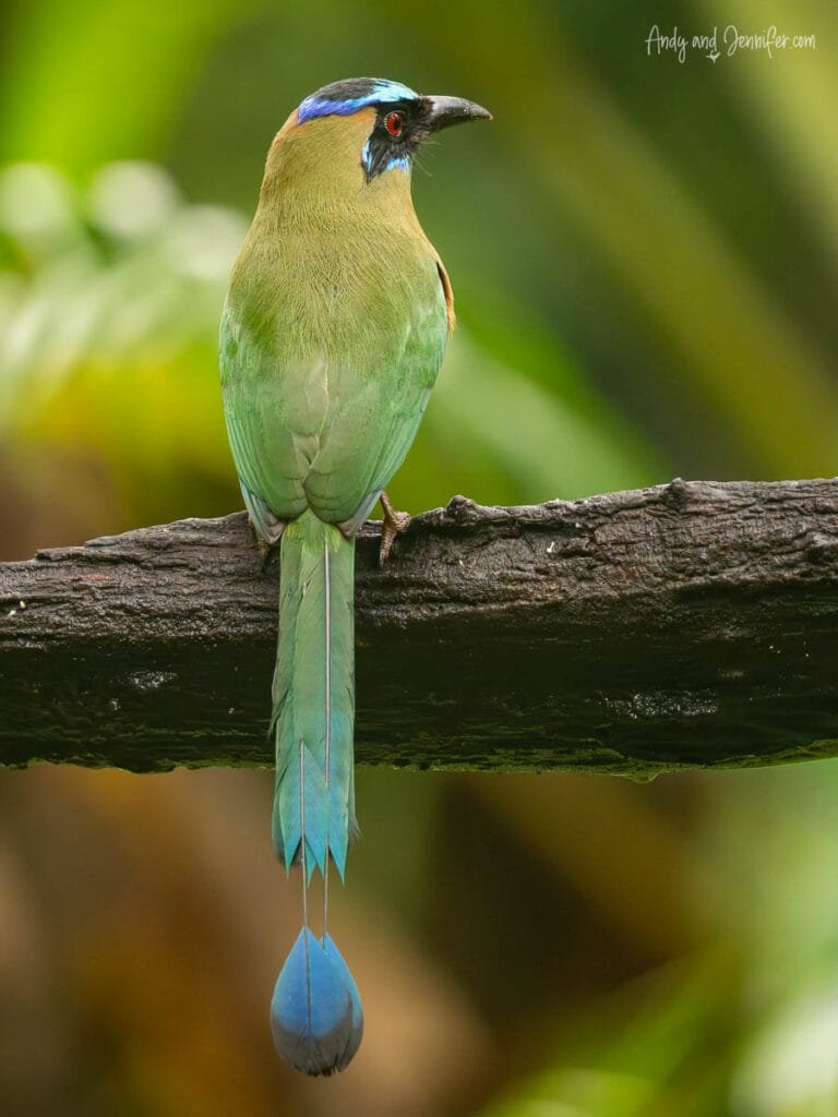 Blue-crowned motmot perched above the rainforest at Canopy Bed & Breakfast in Gamboa, Panama