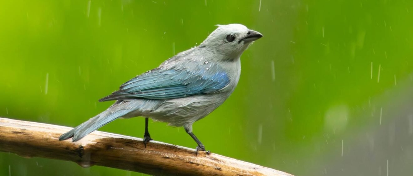 Blue-grey tanager perched in the rain at the bird feeders at Canopy Bed & Breakfast in Gamboa, Panama during a wet morning of rainforest birding