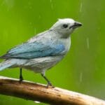 Blue-grey tanager perched in the rain at the bird feeders at Canopy Bed & Breakfast in Gamboa, Panama during a wet morning of rainforest birding