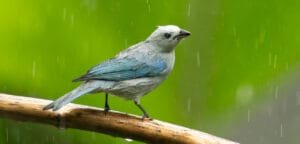 Blue-grey tanager perched in the rain at the bird feeders at Canopy Bed & Breakfast in Gamboa, Panama during a wet morning of rainforest birding