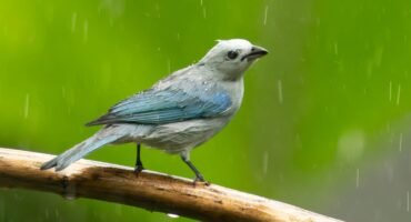 Blue-grey tanager perched in the rain at the bird feeders at Canopy Bed & Breakfast in Gamboa, Panama during a wet morning of rainforest birding