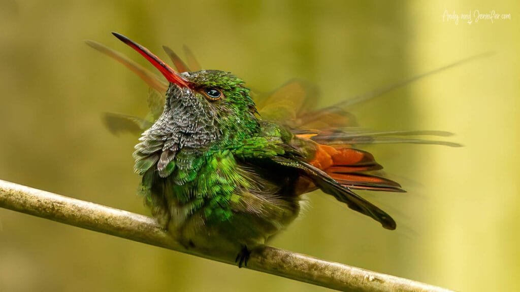 Rufous-tailed hummingbird shaking rainwater from its feathers during a stormy morning in Gamboa, Panama