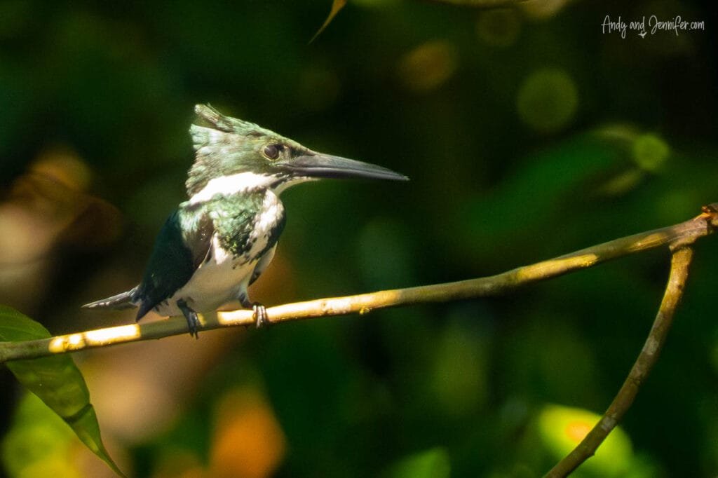 An Amazon kingfisher perches on a slender branch along the Changuinola Canal in Panama, its shaggy green crest, white collar and long black bill highlighted by dappled rainforest sunlight.