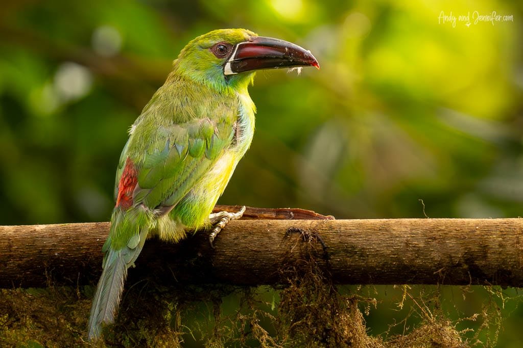 Crimson-rumped toucanet perched on a branch in the forest at Balcón Tumpiki, Ecuador.