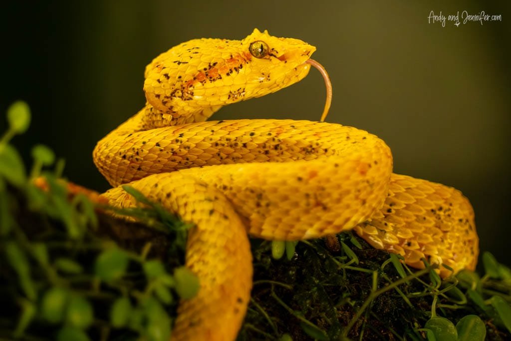 Yellow eyelash viper coiled on a mossy perch with its tongue extended.