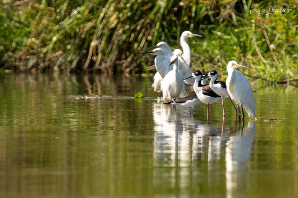 Snowy egrets, great egrets and black-necked stilts forage together in the shallow wetlands beside the Changuinola Canal in Panama.