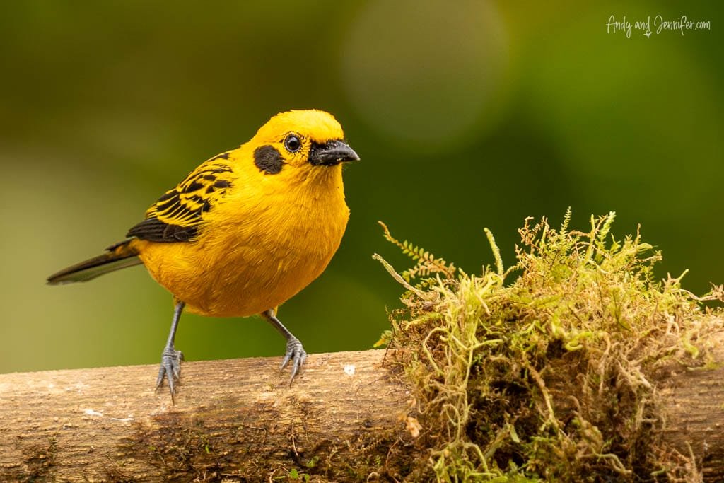 Golden tanager perched beside moss at Balcón Tumpiki, Ecuador.