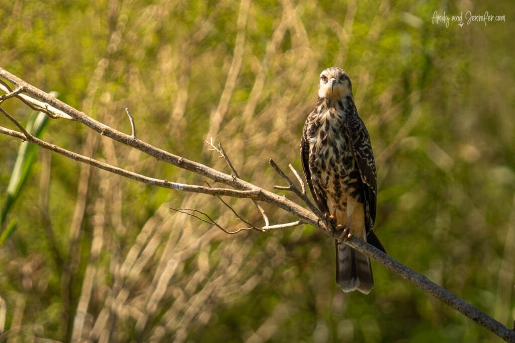 A roadside hawk perches on a bare branch overlooking the wetlands near the Changuinola Canal in Panama, watching for prey.