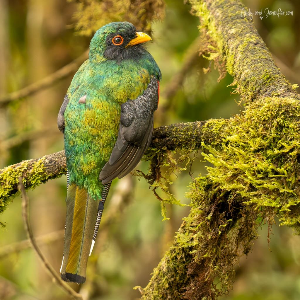 Masked trogon perched among moss-covered branches at Balcón Tumpiki, Ecuador.