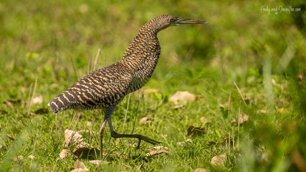 A juvenile bare-throated tiger heron walks through grassy wetlands near the Changuinola Canal in Panama, its finely barred plumage providing excellent camouflage.