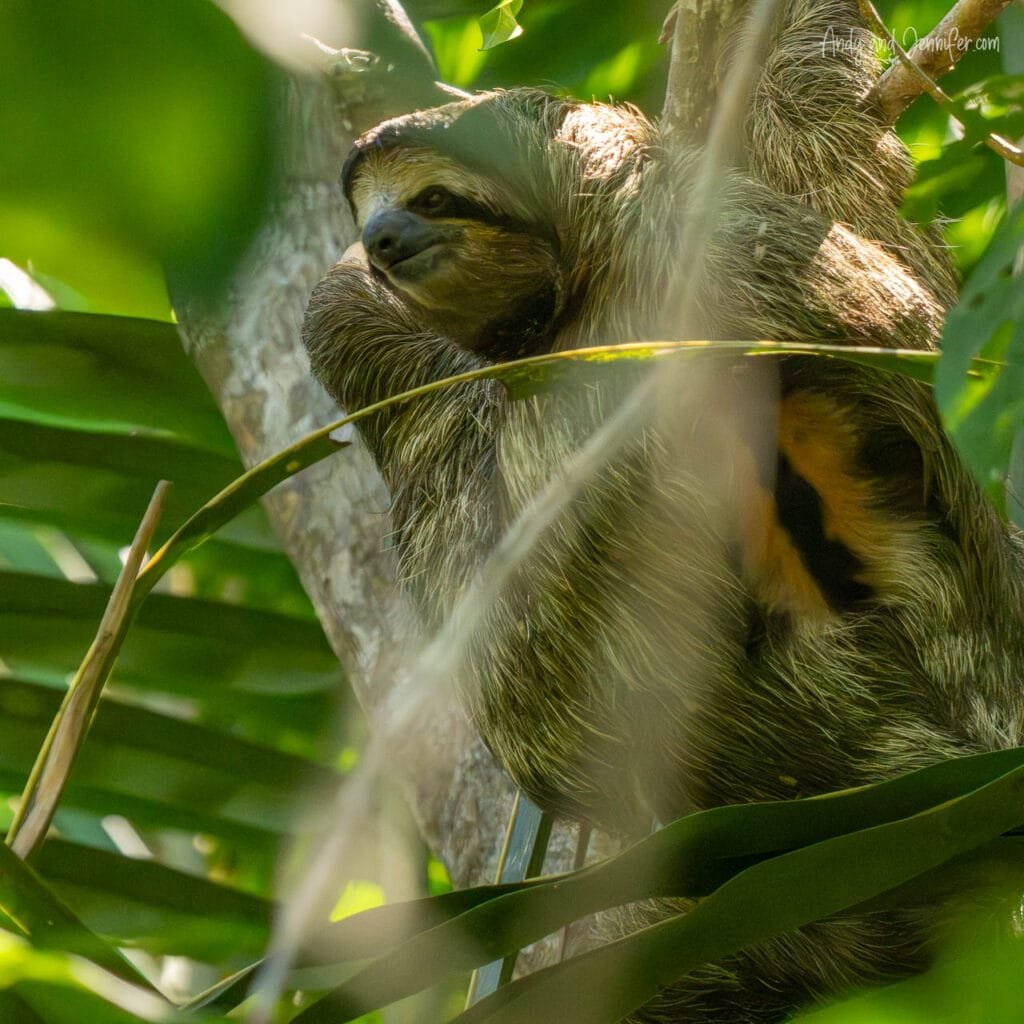 A three-toed sloth rests in the canopy above the Changuinola Canal in Panama, curled among tropical leaves with sunlight filtering through the rainforest.
