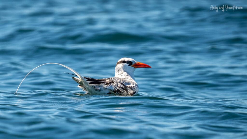 A red-billed tropicbird floats on the turquoise waters off Panama, its vivid red bill and long white tail streamers trailing behind.