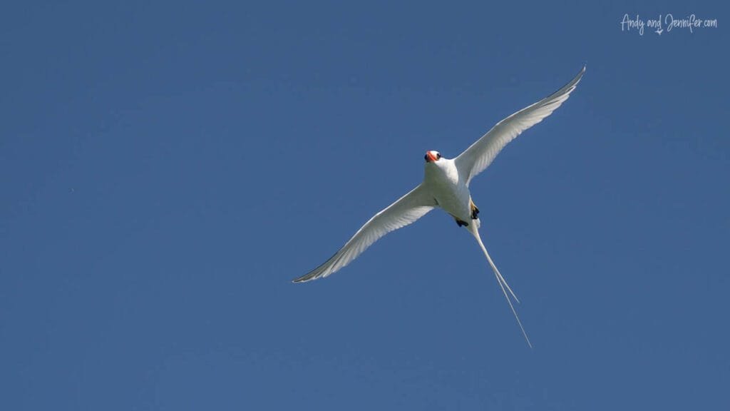 A red-billed tropicbird soars gracefully through a clear blue sky off the coast of Panama, its long white tail streamers flowing behind its outstretched wings.