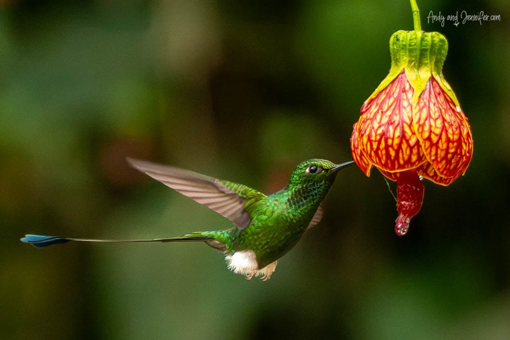 Booted racket-tail hummingbird feeding from a red and yellow flower at Balcón Tumpiki, Ecuador.