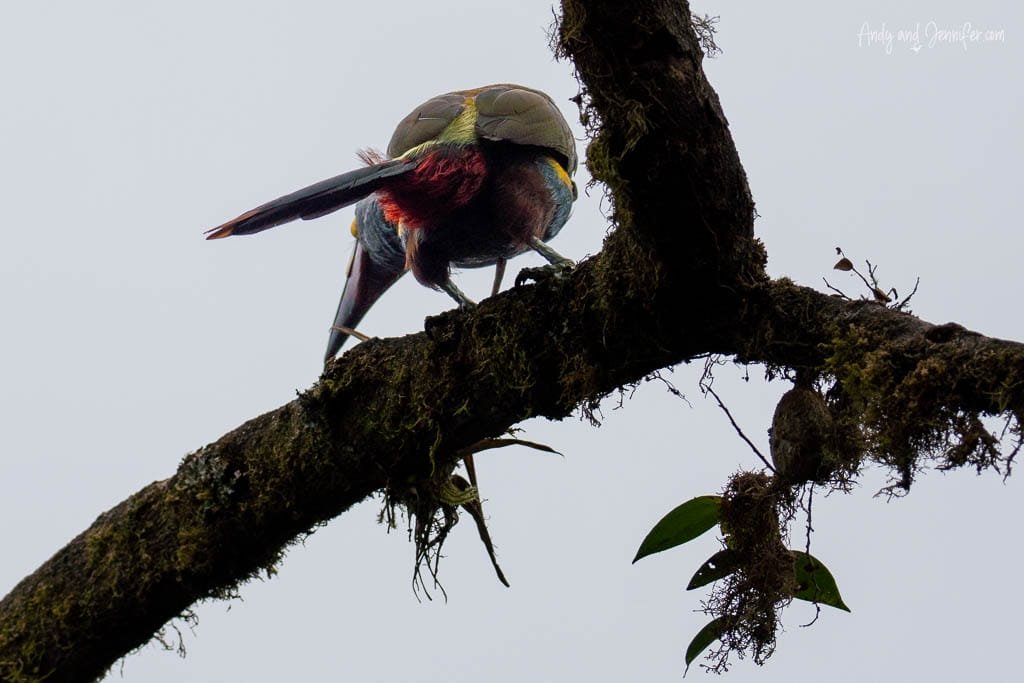 Plate-billed mountain toucan partially obscured on a moss-covered branch at Balcón Tumpiki, Ecuador.