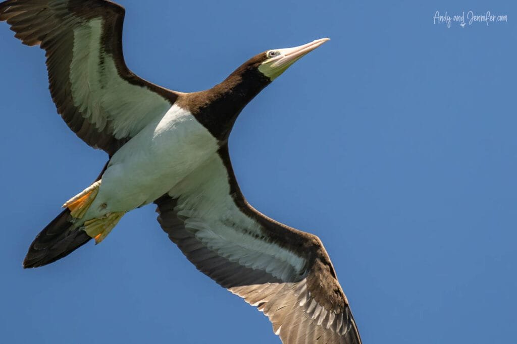 A brown booby flies overhead off the coast of Panama, showing its broad wings, pale bill and contrasting dark brown and white plumage against a clear blue sky.