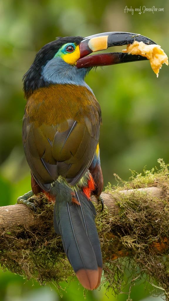 Plate-billed mountain toucan perched on a mossy branch with food in its distinctive patterned bill at Balcón Tumpiki, Ecuador.